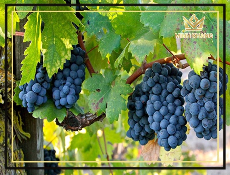 Giống nho Primitivo vô cùng nổi tiếng tại Italia