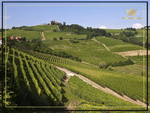 Rượu vang Ý Abbazia Moscato Dolce Provincia di Pavia, chất rượu sủi bọt giòn tan