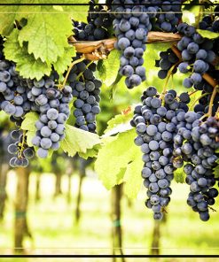 Rượu vang Chile Carmen Gran Reserva Syrah hương sắc hoa mùa xuân