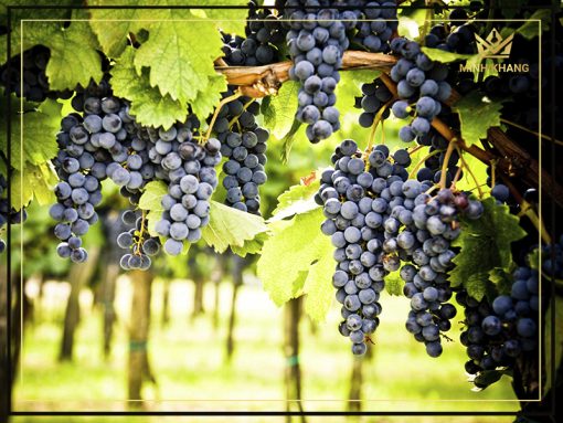 Rượu vang Chile Carmen Gran Reserva Syrah hương sắc hoa mùa xuân