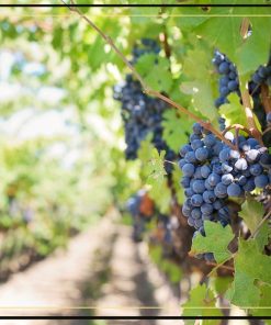 Carpineto Vino Nobile di Montepulciano Riserva