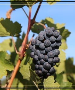 Château Fombrauge Saint-Émilion Grand Cru (Grand Cru Classé)