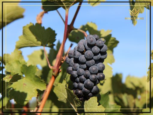 Château Fombrauge Saint-Émilion Grand Cru (Grand Cru Classé)