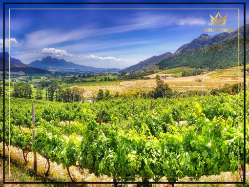 Errazuriz 150 Anos Edicion Aniversario Max Chardonnay