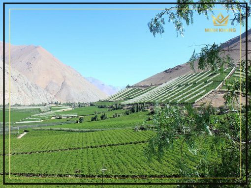 Rượu vang Chile Falernia Carmenère Gran Reserva kiêu sa khó cưỡng