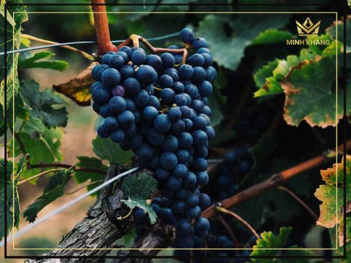 Rượu vang Nam Phi Protea Cabernet Sauvignon mang sức sống tươi mới