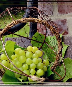 Protea Chenin Blanc