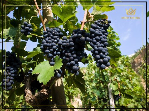 Côtes du Rhône là một vùng rộng lớn ở Thung lũng Rhone của Pháp