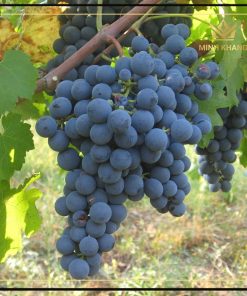 Carmenere đến từ Bordeaux, Pháp, nơi nó được trồng chủ yếu ở vùng Médoc và Graves vào đầu thế kỷ 19.