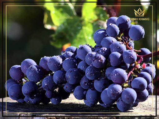 Nho Cabernet Sauvignon dùng để sản xuất rượu cho nhà máy phát triển tốt ở vườn nho Max