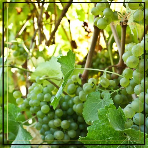 Sauvignon Blanc là một loại nho được dùng chế biến thành các loại rượu vang trắng.