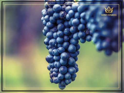 Loại rượu này là sự pha trộn của 2 giống nho là Croatia và Barbera.
